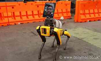 Robotic dog is working with medical staff in Boston to remotely treat coronavirus patients - Daily Mail