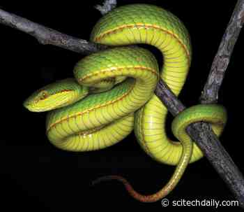 New Green Pit Viper From India Named After Salazar Slytherin From Harry Potter