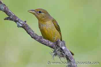 Houston bird watchers welcome the red-headed stranger, summer tanager - Houston Chronicle