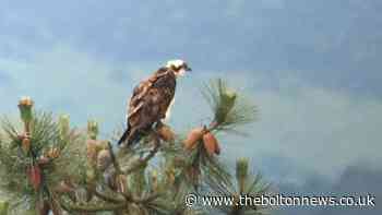 Rare Osprey killed by a truck on motorway