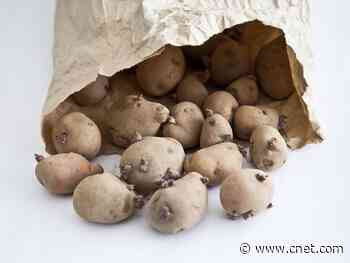 Are sprouted potatoes poisonous?     - CNET