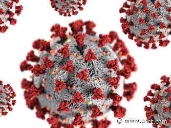 Coronavirus testing: What you need to know about antibody tests, antigens and serology     - CNET