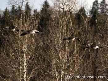 Edmonton weather: Still warm, still windy, still at home - Edmonton Sun