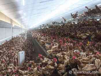 Where to buy organic and humanely raised chicken online     - CNET