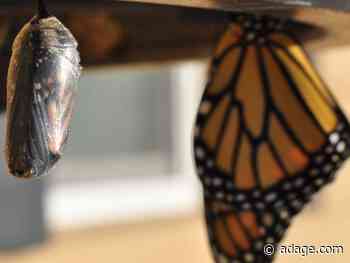 New survey: Digital publishers reveal strategies for growth