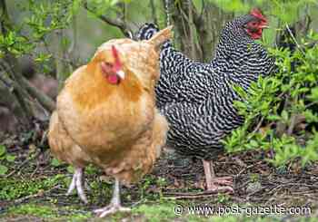 Pet Tales: Rented chickens are pets and producers — of eggs