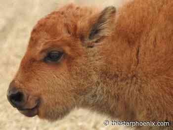 'Circle of life': First baby bison born on Wanuskewin land since before 1876