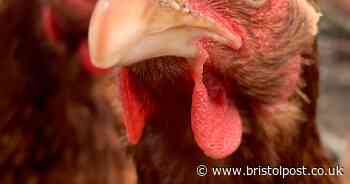 Chickens stolen from Bedminster allotment