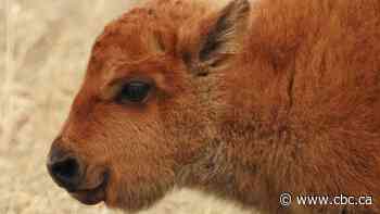 Wanuskewin welcomes first baby bison, more expected this spring