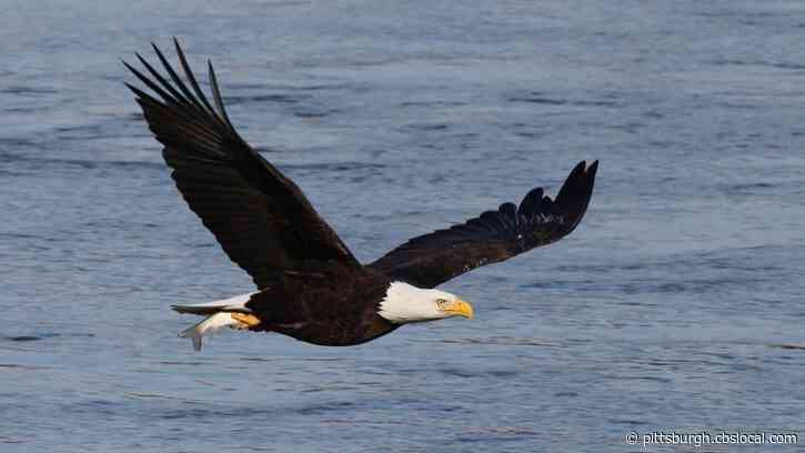 Population Boom Of Bald Eagles Along Lake Erie