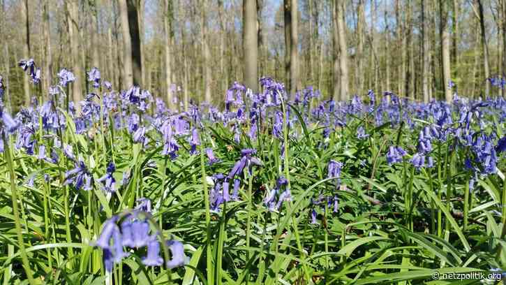 Was vom Tage übrig blieb: Klima, Kompromat und Kohlebagger