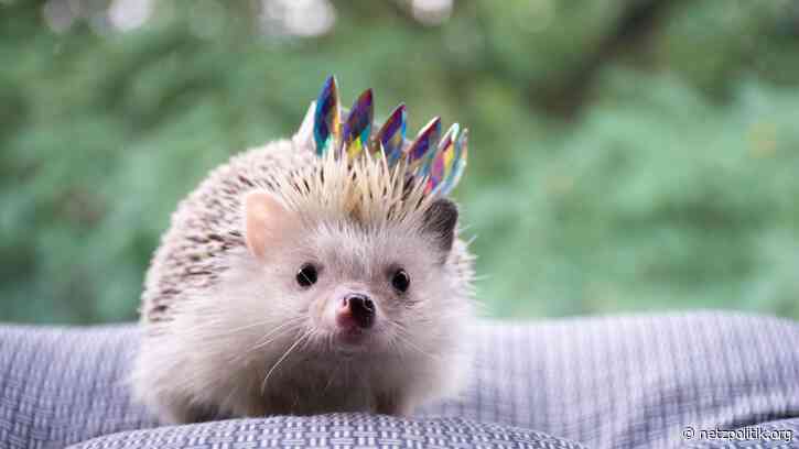 Wochenrückblick KW 17: „Fritzfeed“-Affäre setzt AfD unter Druck