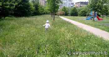 Erba, vietato lasciarla incolta - La Voce di Rovigo - La voce di Rovigo