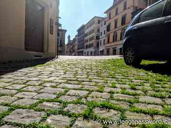 In via Costa Mezzalancia la natura si ribella: spunta l’erba tra i sampietrini - Password Magazine