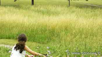 Caerano, il sindaco usa l'erba alta come deterrente nei parchi: "Vietato l'accesso, lo sfalcio non è contemplato" - Qdpnews.it - notizie online dell'Alta Marca Trevigiana
