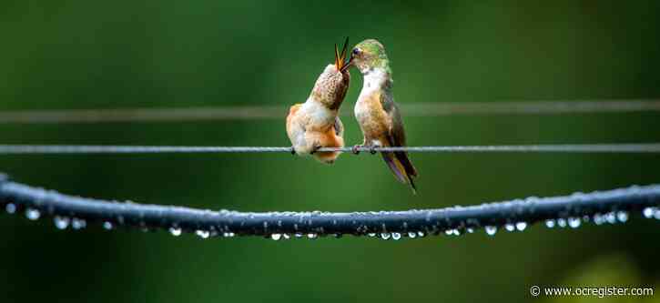 25 cool Orange County nature photos to welcome Spring