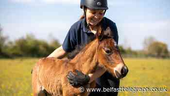 Foal named Captain Tom following social media competition