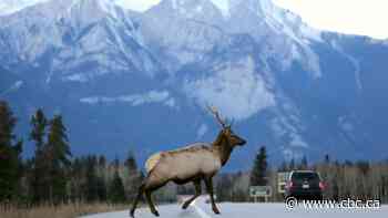 Sounds like adventure: Edmonton AM takes virtual radio road trip to Jasper