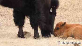 Baby bison born at Wanuskewin Heritage Park