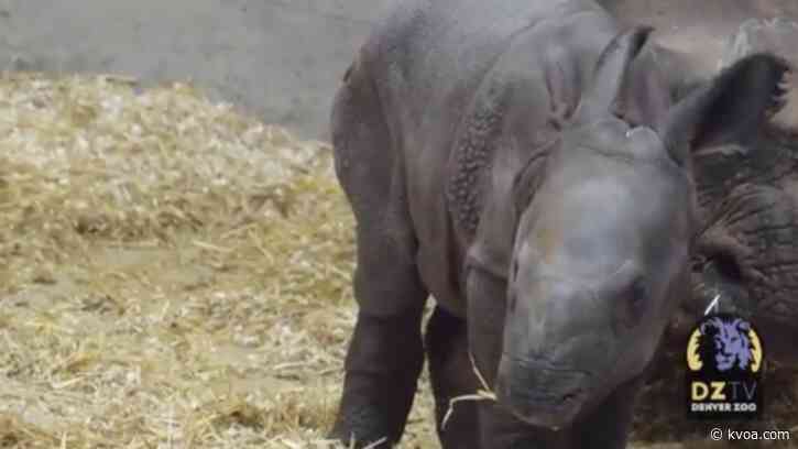 VIDEO: Denver Zoo names its baby rhino