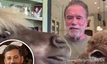 Arnold Schwarzenegger's pet donkey and miniature horse Whiskey and Lulu upstage the actor on Kimmel