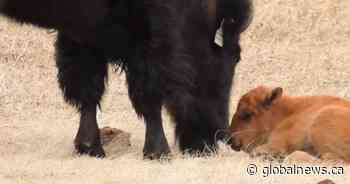 Wanuskewin Heritage Park welcomes 1st baby bison since 1876
