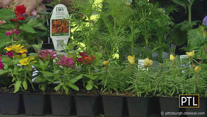 Coronavirus In Pennsylvania: Gov. Wolf Pushed To Allow Garden Centers To Open