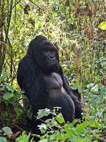 12 rangers among 17 killed in attack in DR Congo's Virunga park