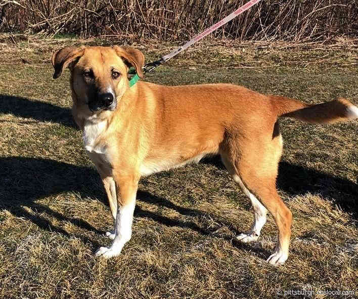 Furry Tails: Reba & Raven And Luna & Butterscotch Are Waiting For Forever Homes