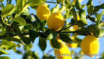 Limones, mandarinas y pomelos desde Buenos Aires a Rusia - Infocampo