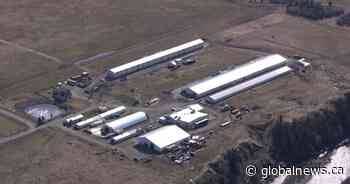 2 employees of Mountain View Poultry plant in Okotoks test positive for novel coronavirus