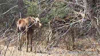 Two moose go for a walk near east-end Ottawa road - CTV News Ottawa