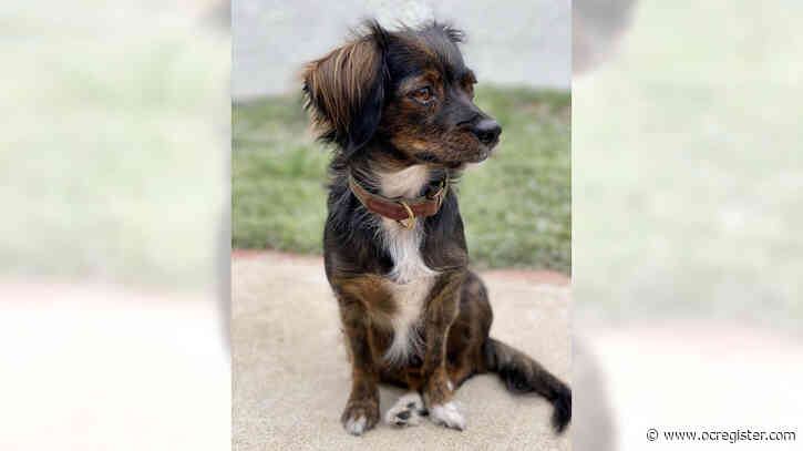 Spaniel mix Ruffles is a fun girl looking for cuddles and a little patience