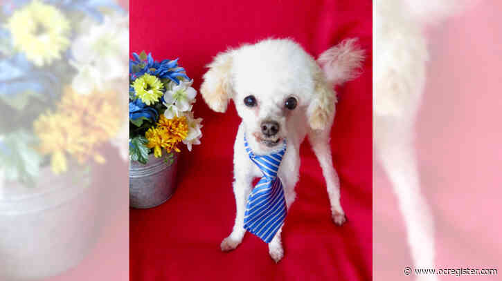 Tiny toy poodle Philip can accompany you everywhere you go