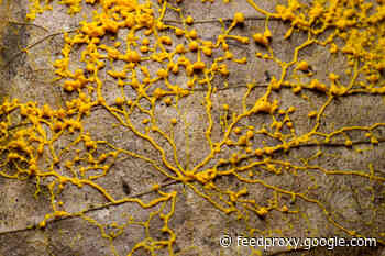 Slime Molds Show Us the Perks of Being a Loner