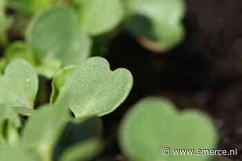 Infographic: Duurzaamheidsresultaten van Thuiswinkel.org in 2019