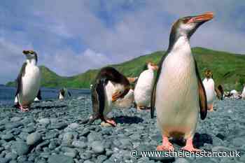 Penguins help map Antarctic regions in greatest need of protection - St Helens Star