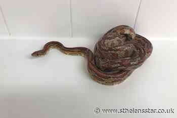 3ft corn snake discovered in family's bathroom - St Helens Star