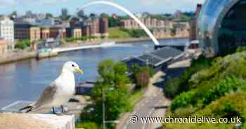 Live webcam set up as kittiwakes return to Newcastle and Gateshead Quayside amid lockdown - Chronicle Live