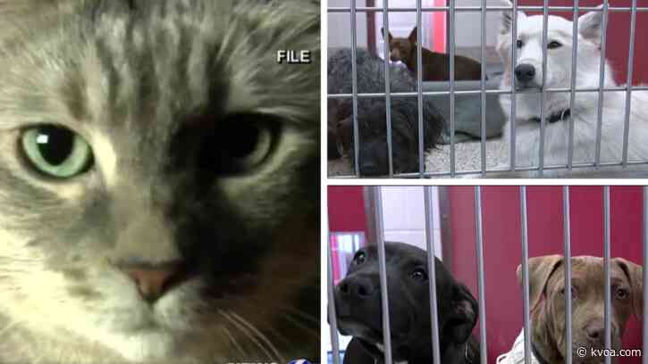 Local pet rescue centers say Tucson is stepping up on both fostering, adoption fronts during pandemic
