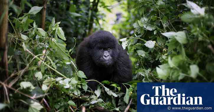 Twelve rangers among 16 killed in ambush at DRC gorilla park