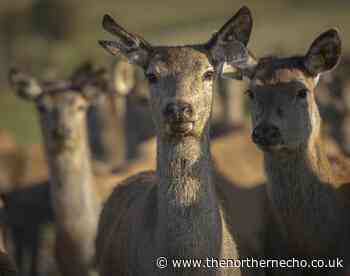 Warning as three deer die on region’s roads this morning