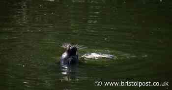 Seal spotted in River Avon near Hanham