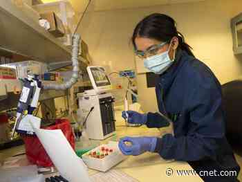 Can you become immune to the coronavirus? What we do and don't know     - CNET