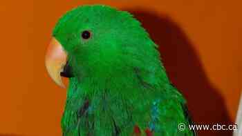 Sale of defective parrot leads to B.C. lawsuit