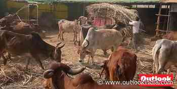COVID-19 Good Samaritans: Donating Fodder Online, This Mumbai Entrepreneur Duo Keeps Gaushalas Happy And Healthy - Outlook India