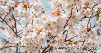 Watch stunning drone footage of Alnwick's cherry orchard in full bloom