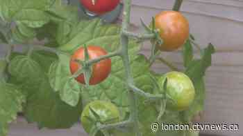 Ontario deems community gardens an essential service