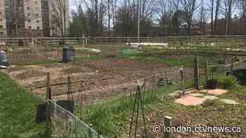 Ontario deems community gardens an essential service