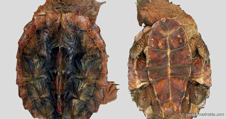 Scientists discover new species of turtle that looks like a muddy rock